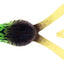 Daiwa Bait Junkie 4.25 Inch Kicker Curly Soft Plastic Lure [cl:#48 Mou]
