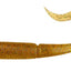 Daiwa Bait Junkie 5.5 Inch Wave Minnow Soft Plastic Lure [cl:#22 Bloodworm Uv]