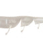 Daiwa Bait Junkie 5 Inch Prawn Soft Plastic Lure [cl:#11 White Pearl]