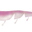Daiwa Bait Junkie 5 Inch Prawn Soft Plastic Lure [cl:#34 Opening Night]
