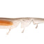 Daiwa Bait Junkie 3 Inch Prawn Soft Plastic Lure [cl:smokefire Uv]
