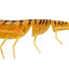 Daiwa Bait Junkie 7 Inch Prawn Soft Plastic Lure [cl:# 90 Pumpkin Spice]