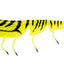 Daiwa Bait Junkie 7 Inch Prawn Soft Plastic Lure [cl:#91 Kryptonite]