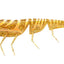 Daiwa Bait Junkie 7 Inch Prawn Soft Plastic Lure [cl:#94 Chilli Prawn]