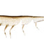 Daiwa Bait Junkie 4 Inch Prawn Soft Plastic Lure [cl:#68 Electric Shad]