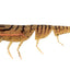 Daiwa Bait Junkie 4 Inch Prawn Soft Plastic Lure [cl:#90 Pumpkin Spice]