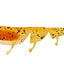 Daiwa Bait Junkie 2.35 Inch Prawn Soft Plastic Lure [cl:#84 Espresso Uv]