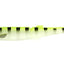 Daiwa Bait Junkie 6.5 Inch Megaminnow Soft Plastic Lure [cl:#a5 Clear Chart]