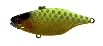 Jackall Tn60 Skull Shell Maruhata Sound Vibe Lure [cl:maruhata Chart Back Gold]
