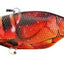 Jackall Tn60 Lipless Crankbait Lure [cl:rt Escape Zarigani]