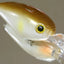 Hideup Hu-300 Diving Lure [cl:#01 Ayu]