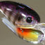 Hideup Hu-300 Diving Lure [cl:#06 Gill]
